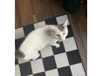 Adopt Whiskers a White (Mostly) American Shorthair / Mixed (short coat) cat in