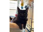 Adopt Yarborough a All Black Domestic Shorthair / Mixed cat in Colorado Springs