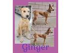 Adopt Ginger a Red/Golden/Orange/Chestnut - with White Australian Cattle Dog /