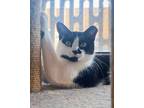 Adopt Cheeky Cheeks a Black & White or Tuxedo Domestic Shorthair (short coat)