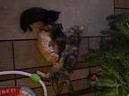 Adopt Little Bisha a Calico or Dilute Calico American Shorthair / Mixed (short