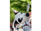 Adopt Lily a White - with Black Staffordshire Bull Terrier / Mixed dog in NEW