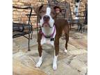 Adopt Belle a Brown/Chocolate - with White American Staffordshire Terrier /