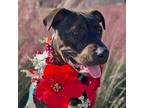 Adopt Phatz (DNA tested!) a Brindle - with White American Staffordshire Terrier