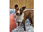 Adopt Maizey a Brindle - with White American Pit Bull Terrier / Border Collie /