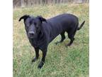 Adopt Gibbs a Black German Shepherd Dog / Mixed dog in Fort Worth, TX (40131599)