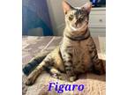 Adopt Figaro a Brown Tabby Domestic Shorthair (short coat) cat in schenectady