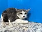Adopt Tatum a Gray or Blue (Mostly) Domestic Shorthair (short coat) cat in