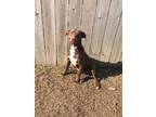 Adopt Hazel a Brown/Chocolate Labrador Retriever dog in Ola, AR (40131222)