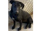 Adopt Goona a Labrador Retriever / Cattle Dog / Mixed dog in Fort Lupton