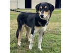 Adopt Dug a Black - with Tan, Yellow or Fawn Border Collie / Mixed dog in