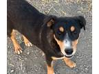 Adopt Antoine a Australian Cattle Dog / Mixed dog in Fort Lupton, CO (40124693)