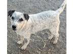 Adopt Albert a Australian Cattle Dog / Labrador Retriever / Mixed dog in Fort