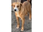Adopt Averill a Labrador Retriever / Mixed dog in Fort Lupton, CO (40124692)