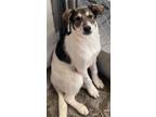 Adopt Finkstein Noviz a Australian Cattle Dog / Mixed dog in Fort Lupton