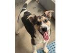 Adopt Hunt Catchmore a Australian Cattle Dog / Mixed dog in Fort Lupton
