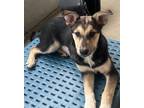 Adopt Clayzee a Australian Cattle Dog / Mixed dog in Fort Lupton, CO (40120931)