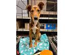 Adopt Treebor a Cattle Dog / Mixed dog in Fort Lupton, CO (40128581)