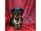 Yorkshire Terrier Puppy for sale in Tucson, AZ, USA