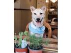 Adopt Rover a Tan/Yellow/Fawn Jindo / Mixed dog in Seattle, WA (40128551)