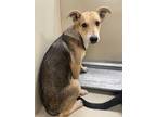 Adopt Hognob a Cattle Dog / Mixed dog in Fort Lupton, CO (40127309)