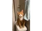 Adopt Blaze a Orange or Red Tabby Domestic Shorthair / Mixed (short coat) cat in