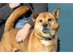 Adopt Rocky Chow a Brindle Chow Chow / Mixed Breed (Medium) / Mixed (short coat)