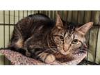 Adopt Joey a Brown Tabby Domestic Shorthair (short coat) cat in Fremont