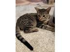 Adopt Luigi a Brown Tabby Domestic Shorthair (short coat) cat in Fremont