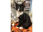 Adopt Blanche a Black & White or Tuxedo Domestic Mediumhair (medium coat) cat in