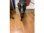 Adopt Maia Gigi a Black Labrador Retriever / Mixed Breed (Medium) / Mixed (short