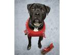 Adopt Mike N Ike a Black Labrador Retriever / American Pit Bull Terrier dog in