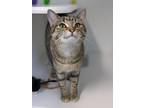 Adopt Willow a Domestic Shorthair / Mixed (short coat) cat in Prairie du Chien