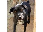 Adopt Monica a Black Labrador Retriever dog in Lukeville, AZ (40121892)