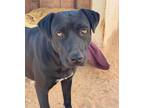 Adopt Rachael a Black Labrador Retriever dog in Lukeville, AZ (40121891)