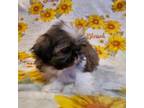 Shih Tzu Puppy for sale in Lakeland, FL, USA