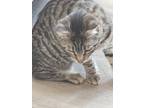 Adopt Sasha K a White Domestic Shorthair / Mixed cat in Modesto, CA (40120936)