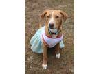 Adopt Gidget a Tan/Yellow/Fawn Hound (Unknown Type) / Mixed dog in Moncks