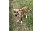 Adopt Wybie a Brindle Shepherd (Unknown Type) / Mixed dog in Pilot Point