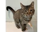 Adopt Sally a Tan or Fawn Domestic Shorthair / Domestic Shorthair / Mixed cat in