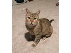 Adopt Peaches a Brown Tabby American Shorthair (short coat) cat in Shreveport