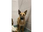 Adopt Morticia a Brown/Chocolate Shepherd (Unknown Type) / Mixed dog in San