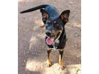 Adopt Jose K117 10-5-23 a Black Shepherd (Unknown Type) / Mixed dog in San