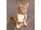 Adopt Brady K104 10/20/23 a Brown/Chocolate American Pit Bull Terrier / Mixed