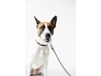 Adopt Rascal a Tricolor (Tan/Brown & Black & White) Australian Cattle Dog /