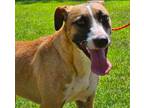 Adopt Garnet a Tan/Yellow/Fawn - with White American Staffordshire Terrier /