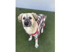 Adopt Ruger a Tan/Yellow/Fawn Mastiff / Mixed dog in Fort Worth, TX (40116828)