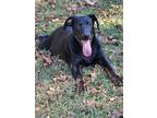 Adopt Braylee2 a Black - with Tan, Yellow or Fawn Doberman Pinscher / Shepherd