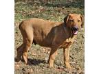 Adopt Steele a Red/Golden/Orange/Chestnut German Shepherd Dog / Doberman