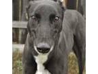 Adopt MENTAL MENZIES a Black Greyhound / Mixed dog in Grandville, MI (39536084)
